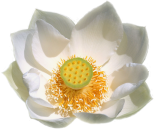 White Lotus