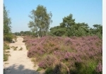Kalmthoutse heide